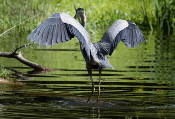 great heron