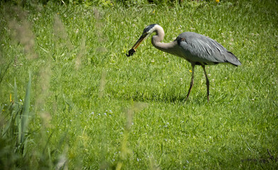 Obraz premium great blue heron