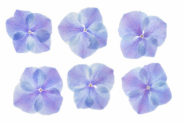Isolated backlit blue and purple hydrangea flowers. Natural design element