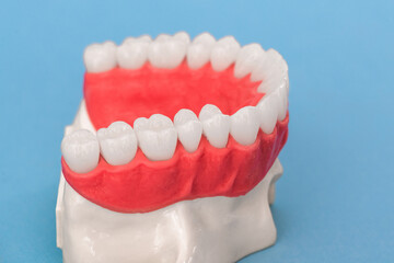 Upper human jaw with teeth anatomy model isolated on blue background. Healthy teeth, dental care and orthodontic medical concept. 