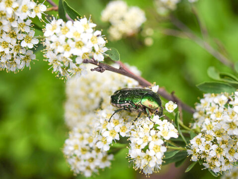 A golden bronze beetle sits on the flowers of spirea on a summer day