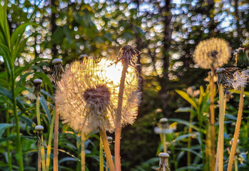 dandelion in the sun