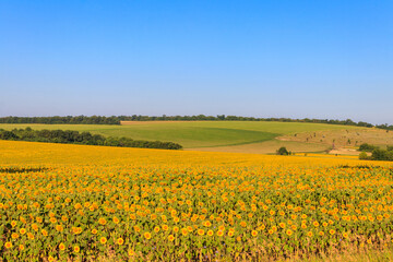 Summer landscape with sunflower fields, hills and blue sky