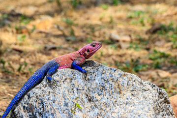 Male mwanza flat-headed rock agama (Agama mwanzae) or the Spider-Man agama on a stone in Serengeti  National Park, Tanzania