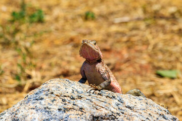 Female mwanza flat-headed rock agama (Agama mwanzae) or the Spider-Man agama on a stone in Serengeti  National Park, Tanzania