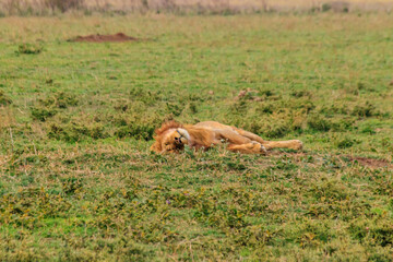 Lion (Panthera leo) sleeping on grass in savannah in Serengeti National Park, Tanzania