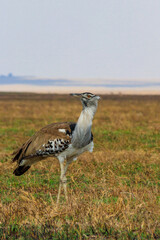 Kori bustard (Ardeotis kori) walking in dry savannah in Serengeti National Park, Tanzania