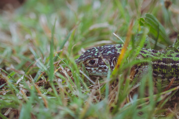 The green lizard/Le lézard vert