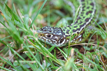 The green lizard/Le lézard vert