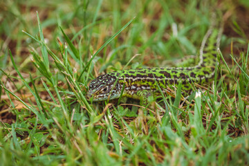 The green lizard/Le lézard vert