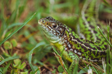 The green lizard/Le lézard vert