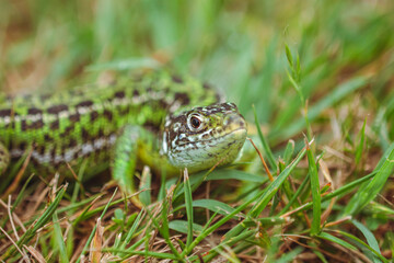 The green lizard/Le lézard vert