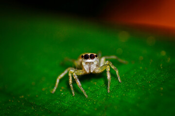 spider on a leaf