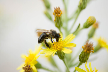 Honey Bee collecting pollen on yellow rape flower