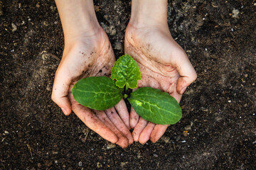 Zucchini seedling growth in hands