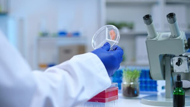 GMO detection laboratory expert examining vegetable sample, food quality control