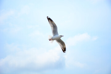 Obraz premium seagull in flight