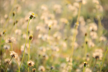 field of wheat