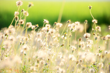 grass and flowers