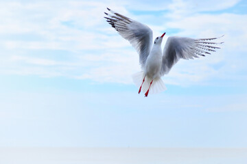 Obraz premium seagull in flight