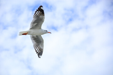 seagull in flight