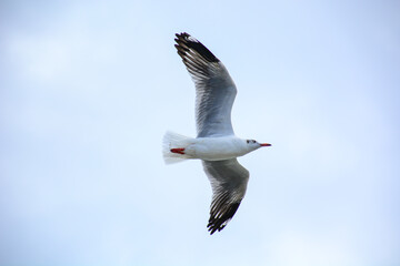 Obraz premium seagull in flight
