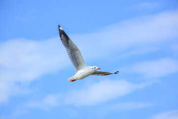 seagull in flight