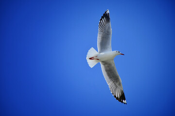 seagull in flight