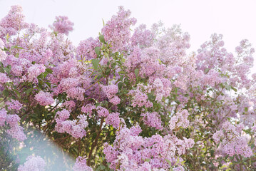 Spring branch of lilac flowers, natural background, lovely landscape of nature