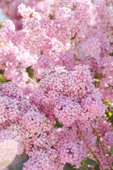 Background of lilac branches blooming. Spring flowering of a lilac bush. Soft lilac flowers on a blurry background.