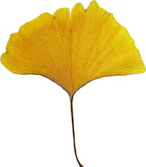 Ginkgo leaves set isolated on white background. Autumn background with yellow ginkgo leaves isolated. Ginkgo biloba leaves vector hand drawn illustration. Illustration of ginkgo leaves in white