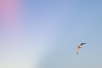 a seagull flies alone against the background of the sky gradient violet-blue