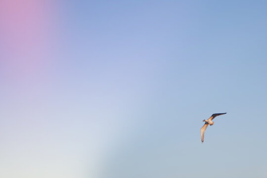 a seagull flies alone against the background of the sky gradient violet-blue