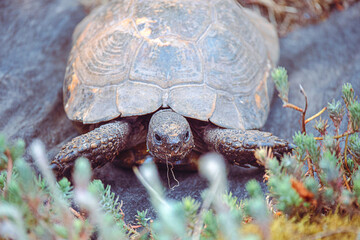 The tortoise trying to find a way out/La tortue de terre tentant de trouver une issue