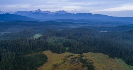 Aerial view of Pokljuka forest and meadows