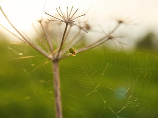 A tiny spider at the centre of its intricate web, suspended between the dried stalks of some cow parsley, backlit and glowing in a setting sun.