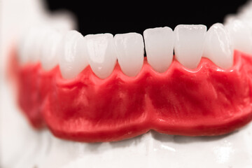 Lower human jaw with teeth and gums anatomy model isolated on blue background. Healthy teeth, dental care and orthodontic medical healthcare concept. 