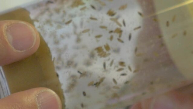 Insects for scientific research enclosed inside cylinder tube. Close up.