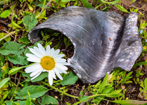 What A Pity That I Will No Longer See The Sky .
The Rocket Fragment Broke The Flower. He Bent Her Petals. He Had Only A Few Hours To Live. Broken Life And Beauty...
