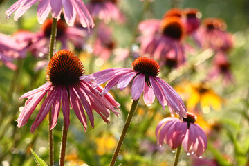 Solar summer morning.Rare smart flowers of a echinacea with the orange middle and purple petals.At a background yellow flowers of a rudbeckia are visible. - obrazy, fototapety, plakaty