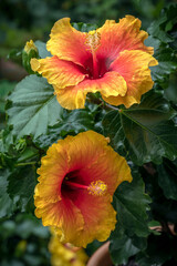 Two beautiful flowers open on Hibiscus Apollo, a tropical hibiscus with red, orange and yellow flowers