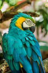 Close up portrait of colourful blue and yellow Macaw parrot
