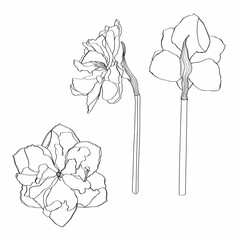 Daffodils flowers drawing. Hand drawn floral set. Botanical black ink sketch. Great for invitations, greeting cards, decor. 