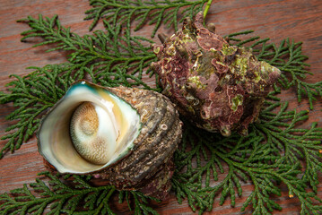 食用貝の生サザエ