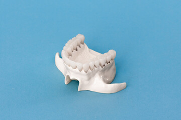 Fototapeta na wymiar Upper human jaw with teeth anatomy model isolated on blue background. Healthy teeth, dental care and orthodontic medical concept. 