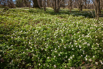 Wood anemones in bloom - 511297948