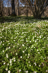 Wood anemones in bloom - 511297954