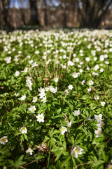 Wood anemones in bloom - 511297955