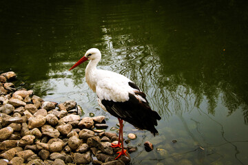 white stork in the nest