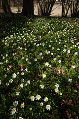 Wood anemones in bloom - 511297995
